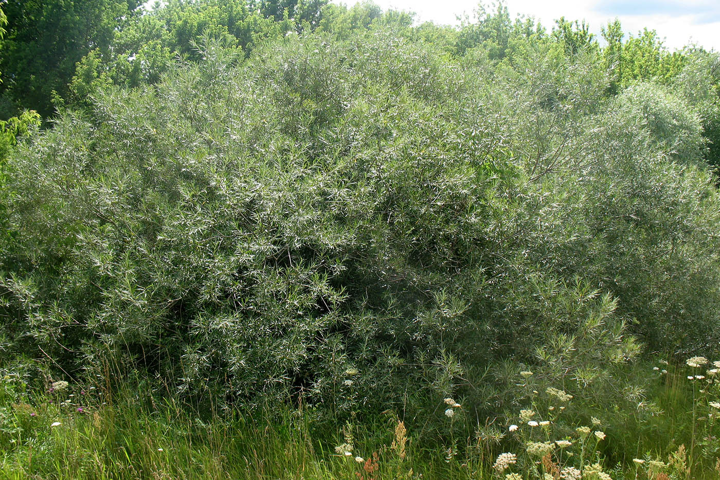 Image of Salix viminalis specimen.