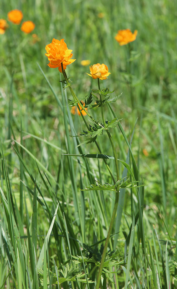 Image of Trollius asiaticus specimen.