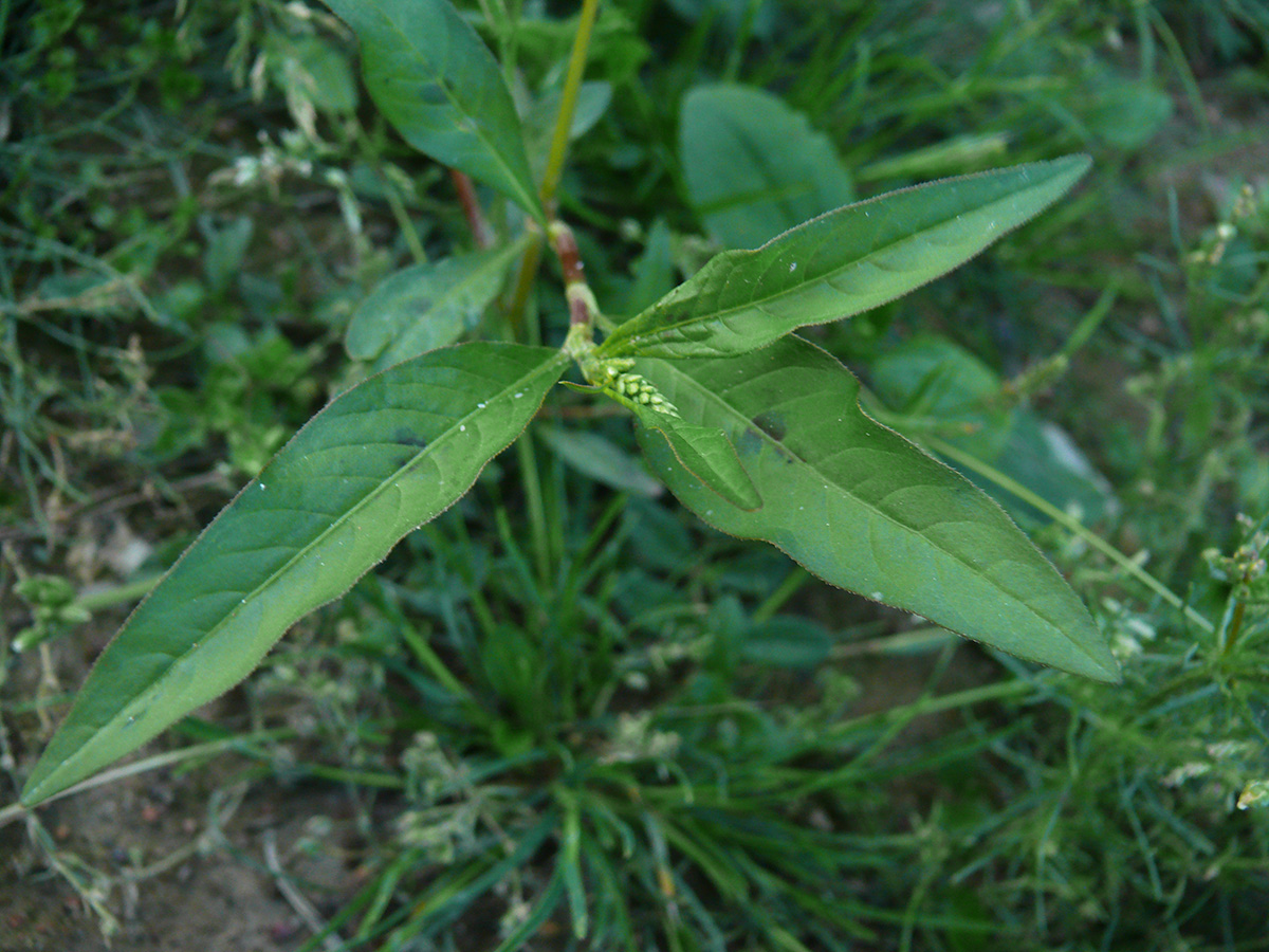 Изображение особи род Persicaria.