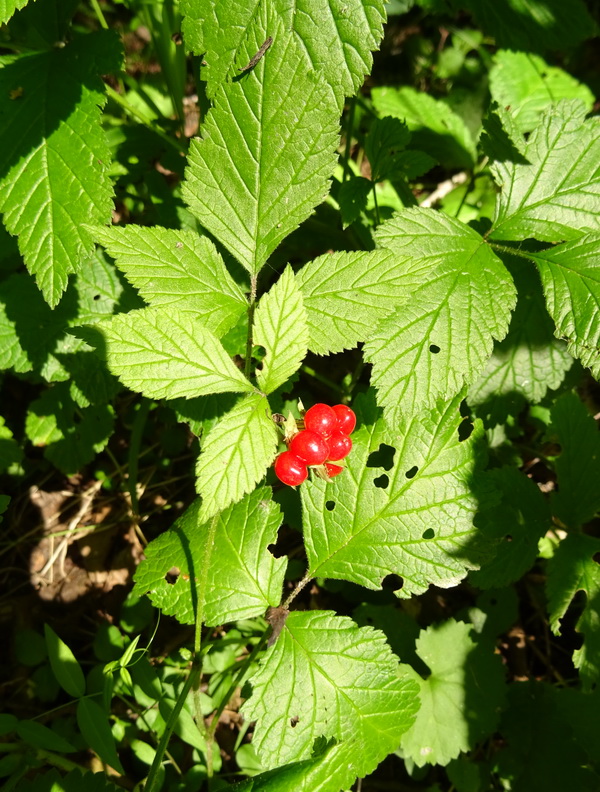 Image of Rubus saxatilis specimen.