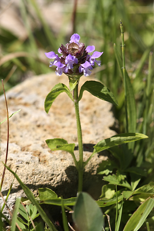 Изображение особи Prunella vulgaris.