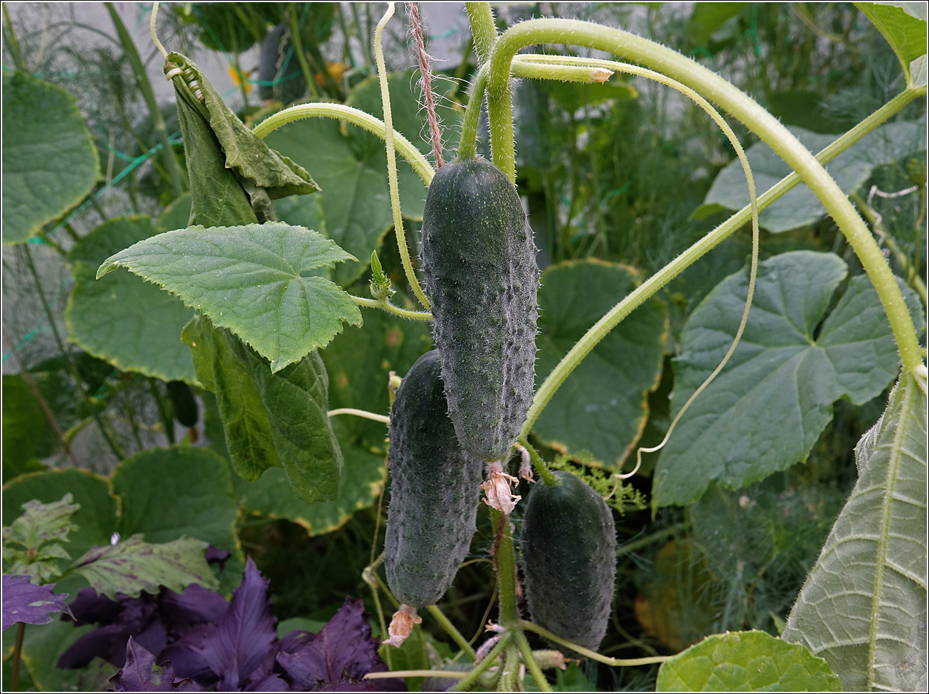 Изображение особи Cucumis sativus.