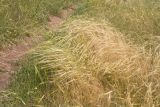 Hordeum spontaneum