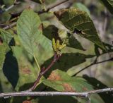 Duschekia fruticosa. Часть веточки с мужскими соцветиями. Ханты-Мансийский автономный округ — Югра, Октябрьский р-н, сельское поселение Курымкары, окр. пос. Горнореченск, правый берег р. Обь, смешанный лес. 05.09.2022.