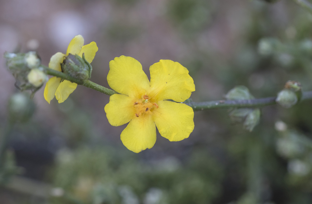 Image of Verbascum pinnatifidum specimen.