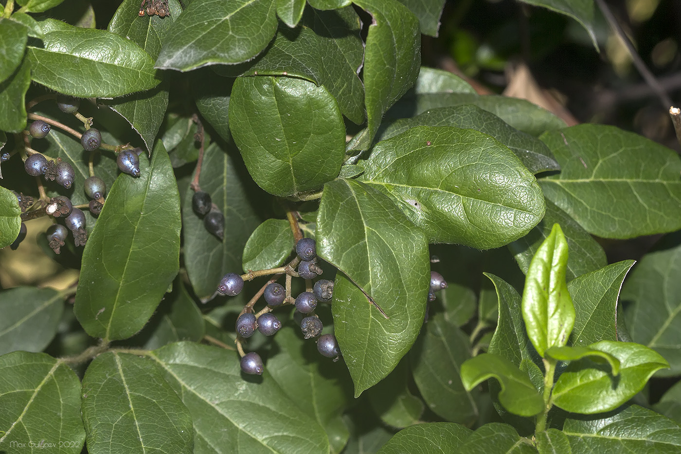 Изображение особи Viburnum tinus.