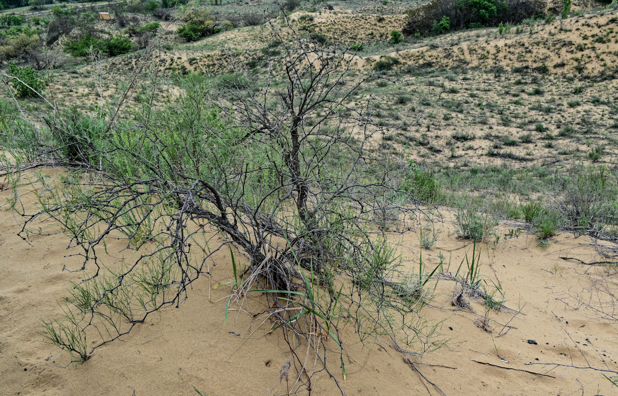 Image of Calligonum aphyllum specimen.