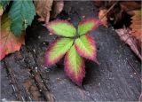 Parthenocissus quinquefolia