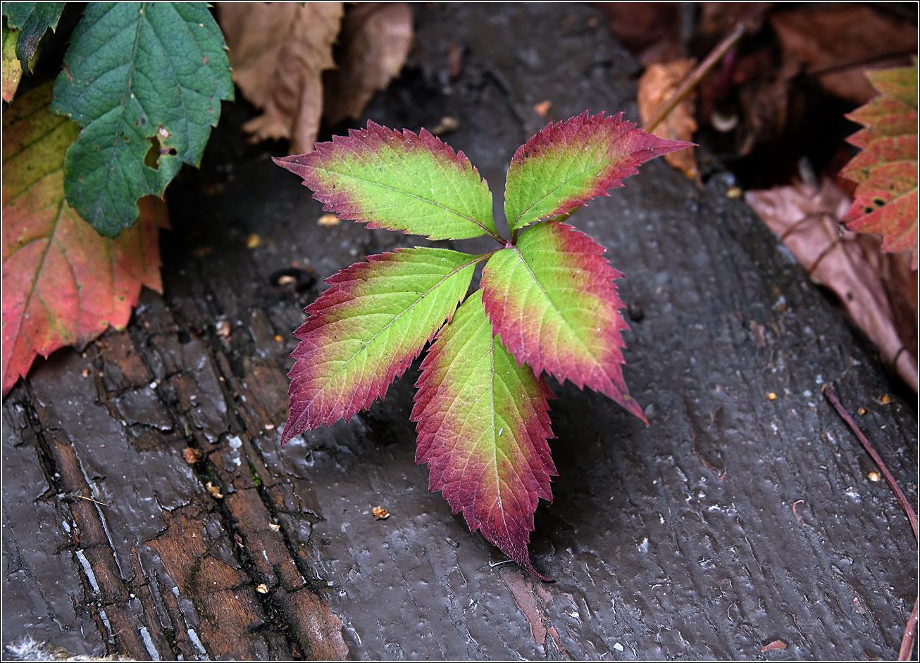 Изображение особи Parthenocissus quinquefolia.