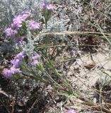 Dianthus pseudarmeria. Побег цветущего растения. Крым, Тарханкутский п-ов, ур. Джангуль, солонцеватая степь на водораздельном плато у обрыва к морю. 25.07.2010.