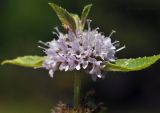 Mentha canadensis. Соцветие. Приморский край, Шкотовский р-н, окр. с. Новонежино, заболоченный берег ручья. 08.09.2022.