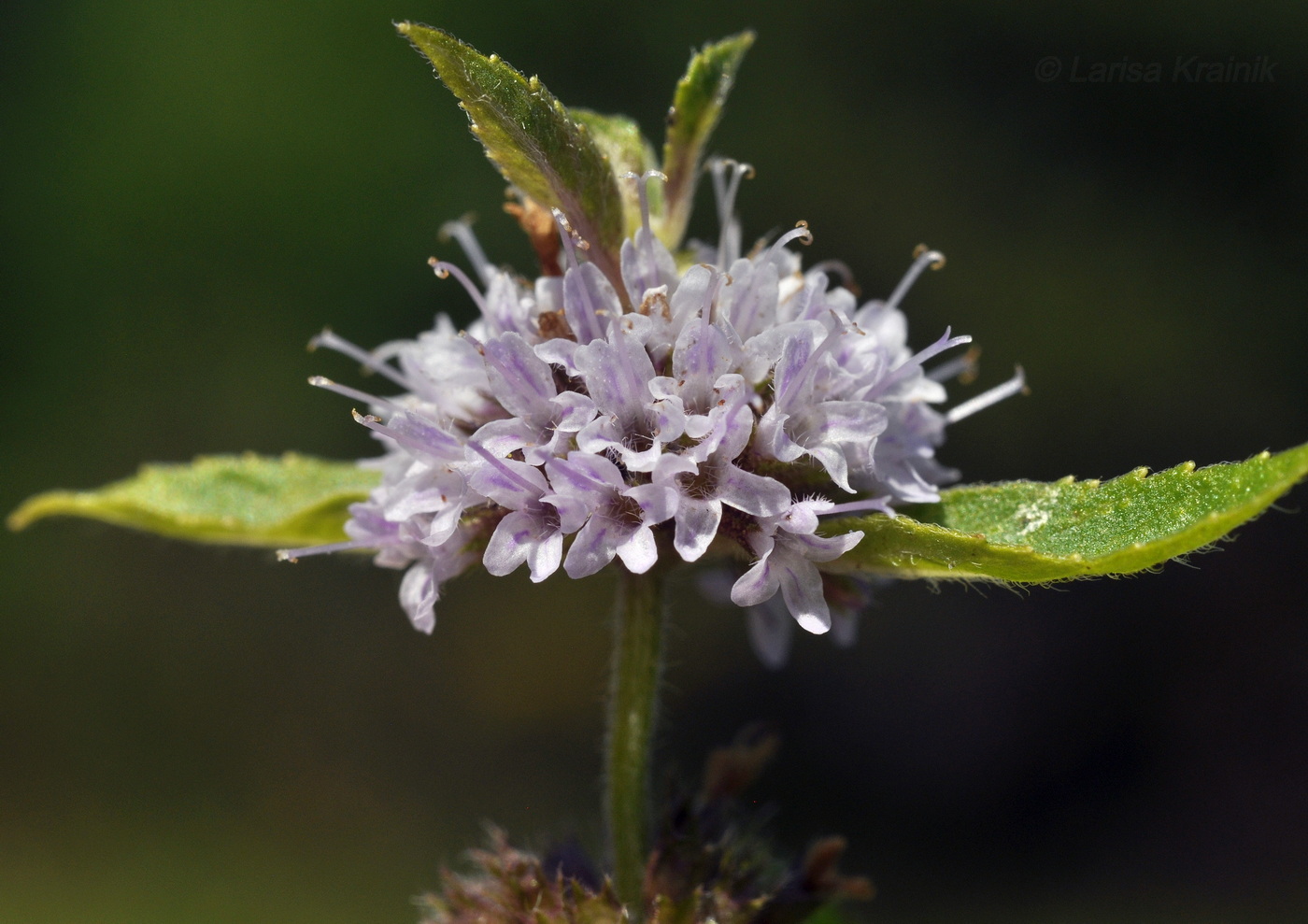 Изображение особи Mentha canadensis.