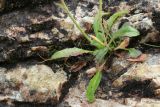 genus Hieracium. Нижняя часть плодоносящего растения с живыми и отмирающими листьями. Мурманская обл., Кольский р-н, долина р. Титовка ниже автодороги А138 Мурманск — Печенга, Мельничные водопады, скала в русле между вторым и третьим сверху водопадами. 02.08.2022.