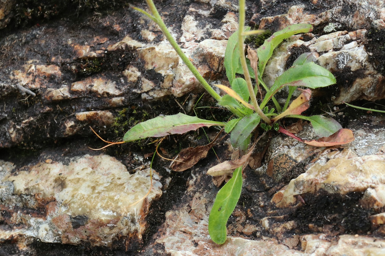 Изображение особи род Hieracium.