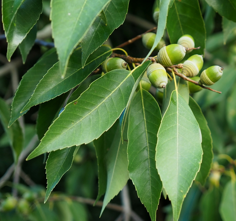 Изображение особи Quercus myrsinaefolia.