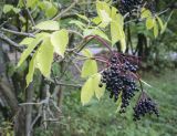 Sambucus nigra. Верхушка плодоносящей веточки. Москва, ГБС, экспозиция растений природной флоры России. 15.09.2022.