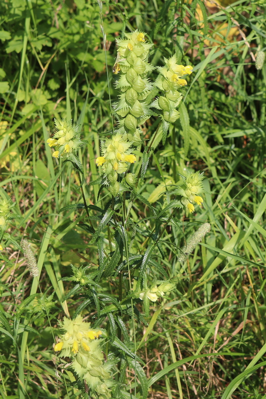 Изображение особи Rhinanthus aestivalis.