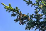 Picea ajanensis. Верхушка ветви с шишками. Сахалин, Корсаковский гор. округ, Бирюзовые озёра, опушка смешанного леса. 25.08.2022.