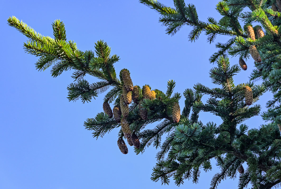 Изображение особи Picea ajanensis.