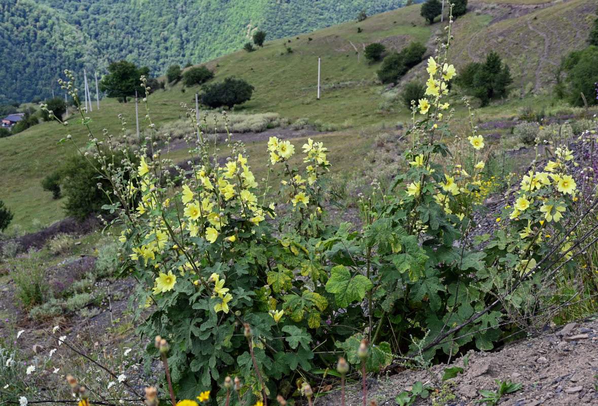 Изображение особи Alcea rugosa.