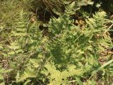 Dryopteris carthusiana