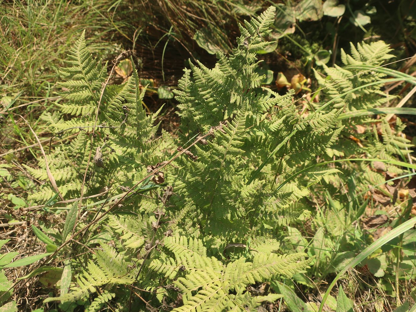 Image of Dryopteris carthusiana specimen.