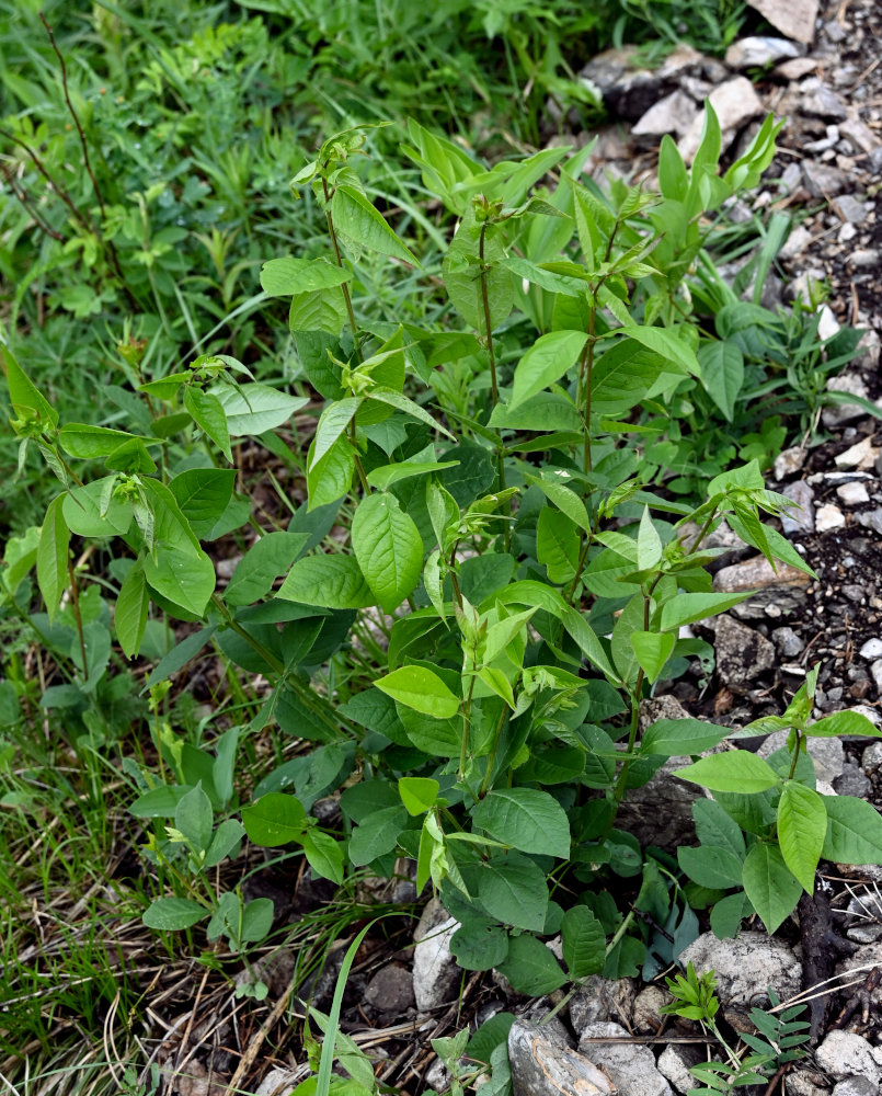 Image of Vicia unijuga specimen.