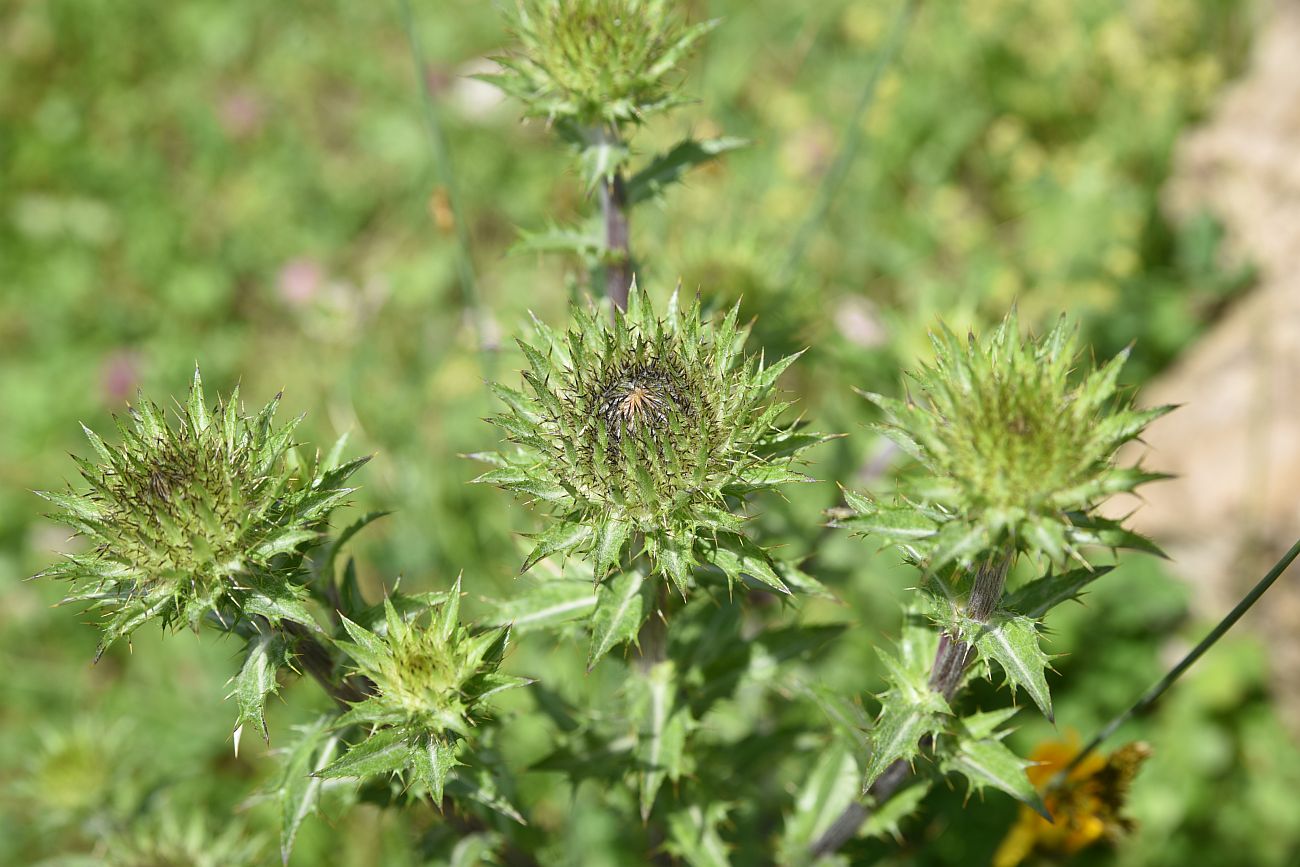 Изображение особи Carlina biebersteinii.