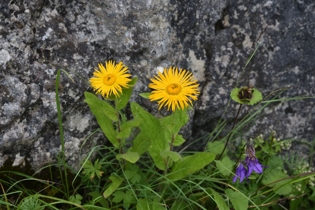 Изображение особи Inula orientalis.