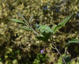 Solanum dulcamara. Верхушка побега с цветком. Калужская обл., Спас-Деменский р-н, окр. дер. Вдовец, заросли вдоль р. Вдовчанка. 10 сентября 2022 г.