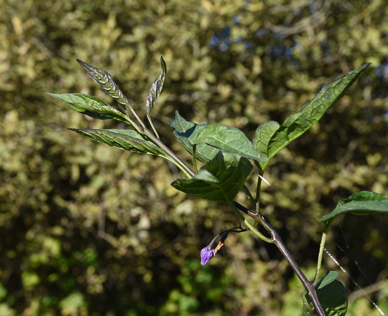 Изображение особи Solanum dulcamara.