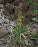 Eremurus lactiflorus. Плодоносящее растение на каменистой осыпи. Казахстан, Жамбылская обл., хр. Каратау, перевал Куюк. 02.05.2006.