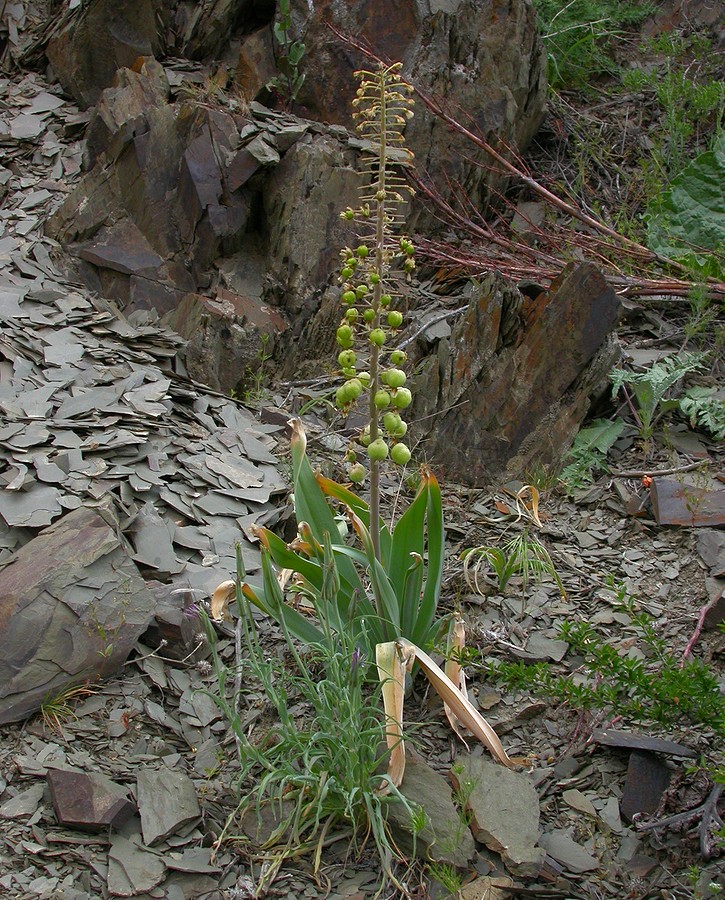 Image of Eremurus lactiflorus specimen.