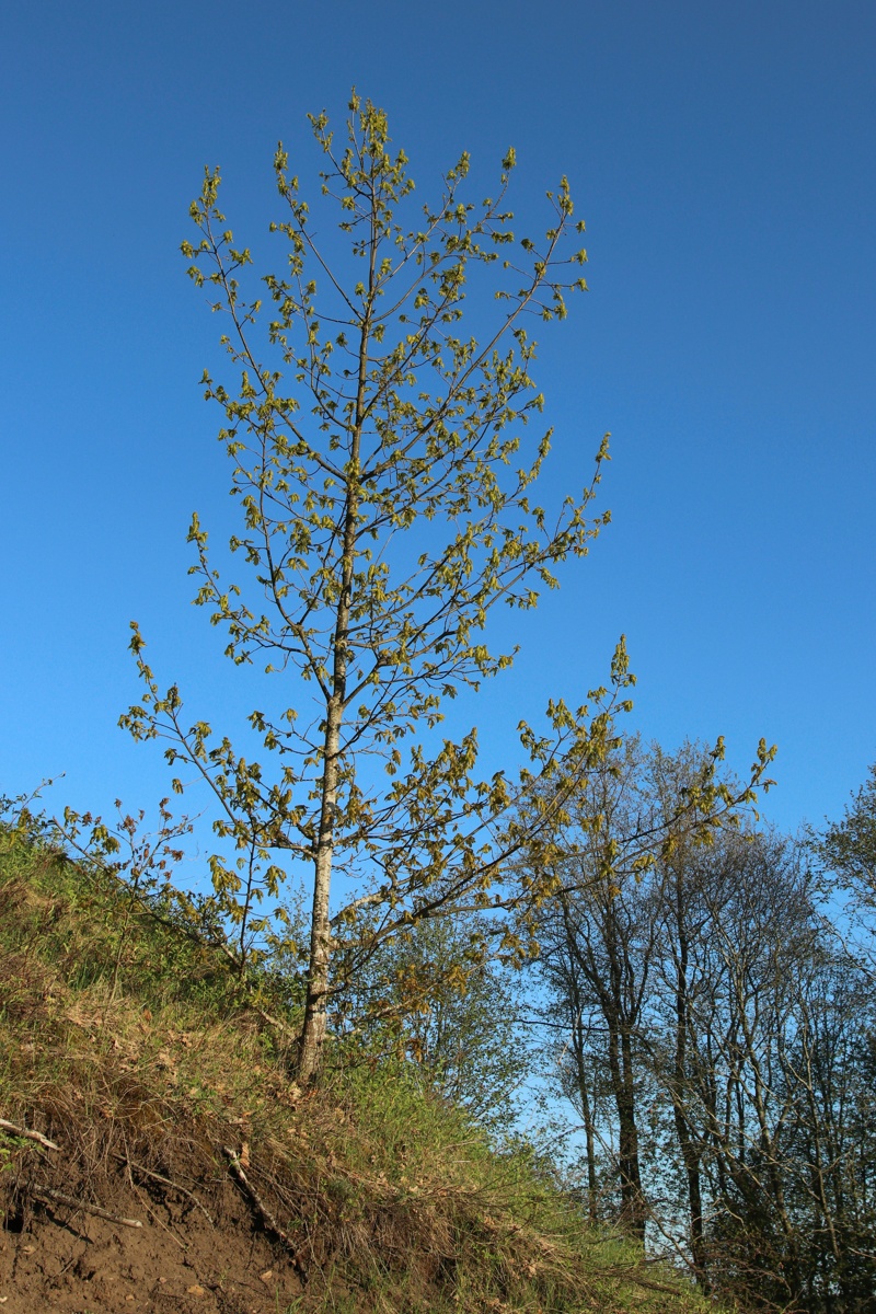 Image of Quercus robur specimen.