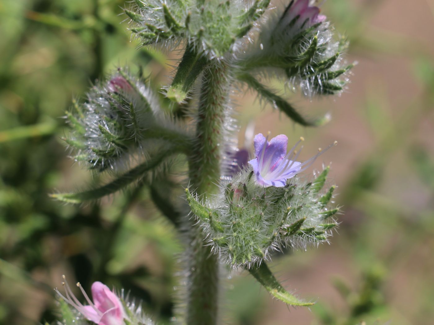 Image of Echium biebersteinii specimen.