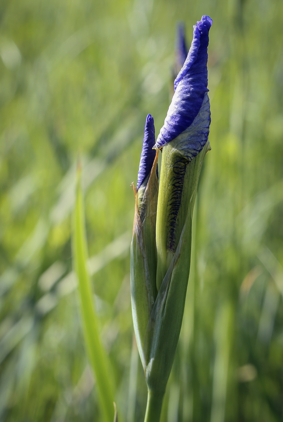 Image of Iris sanguinea specimen.