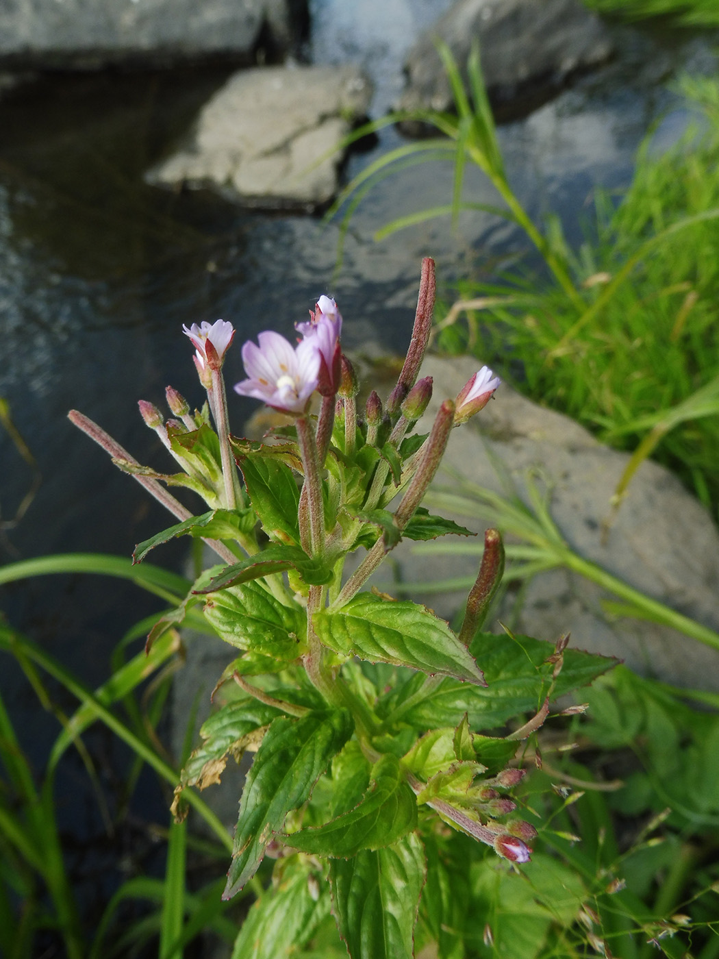 Image of genus Epilobium specimen.