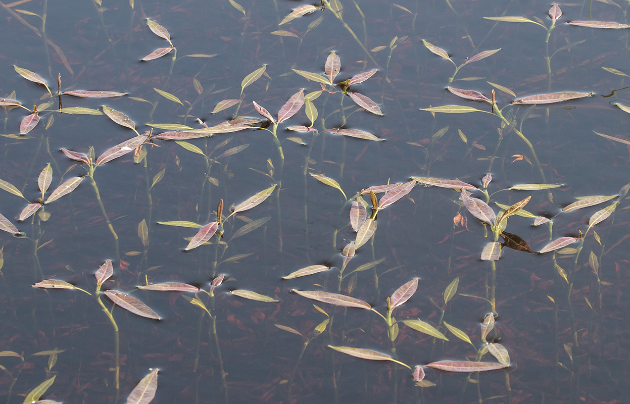 Image of Persicaria amphibia specimen.