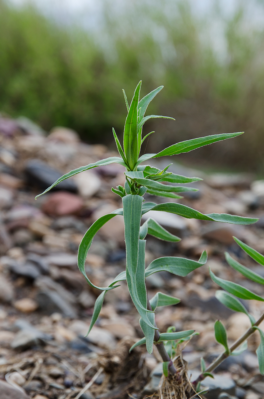 Image of genus Gypsophila specimen.