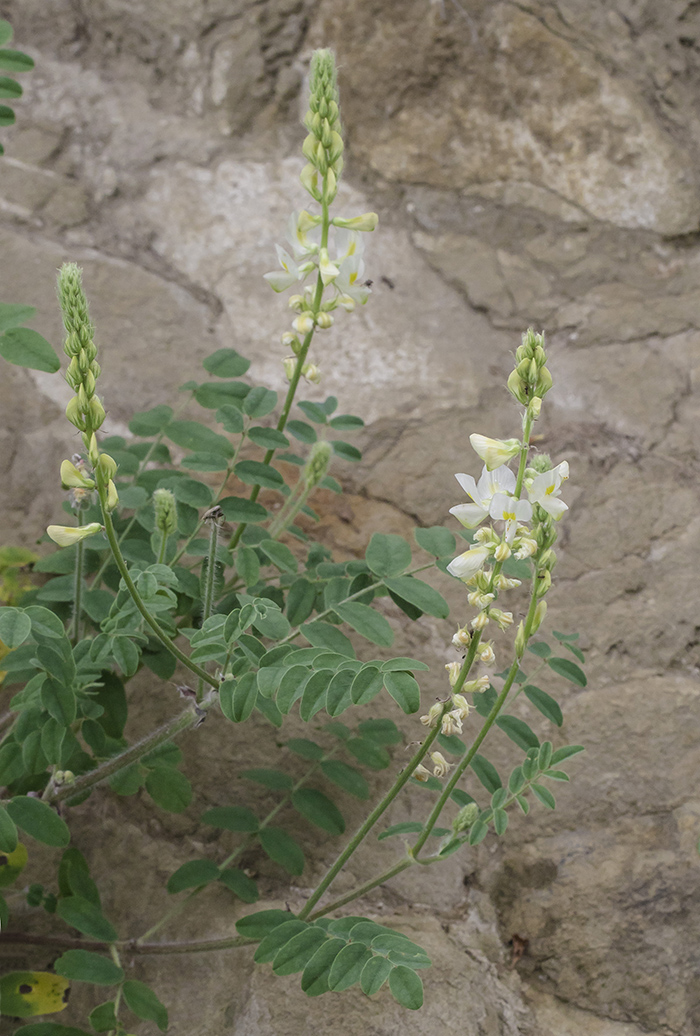 Image of Onobrychis vassilczenkoi specimen.