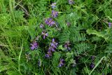 Astragalus subpolaris