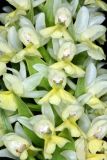 Dactylorhiza romana подвид georgica. Цветки. Дагестан, Кумторкалинский р-н; хр. Нарат-Тюбе, окр. Буйнакского перевала, склон СВ экспозиции, выс. ок. 550 м н.у.м., разреженный дубовый лес. 24 апреля 2023 г.