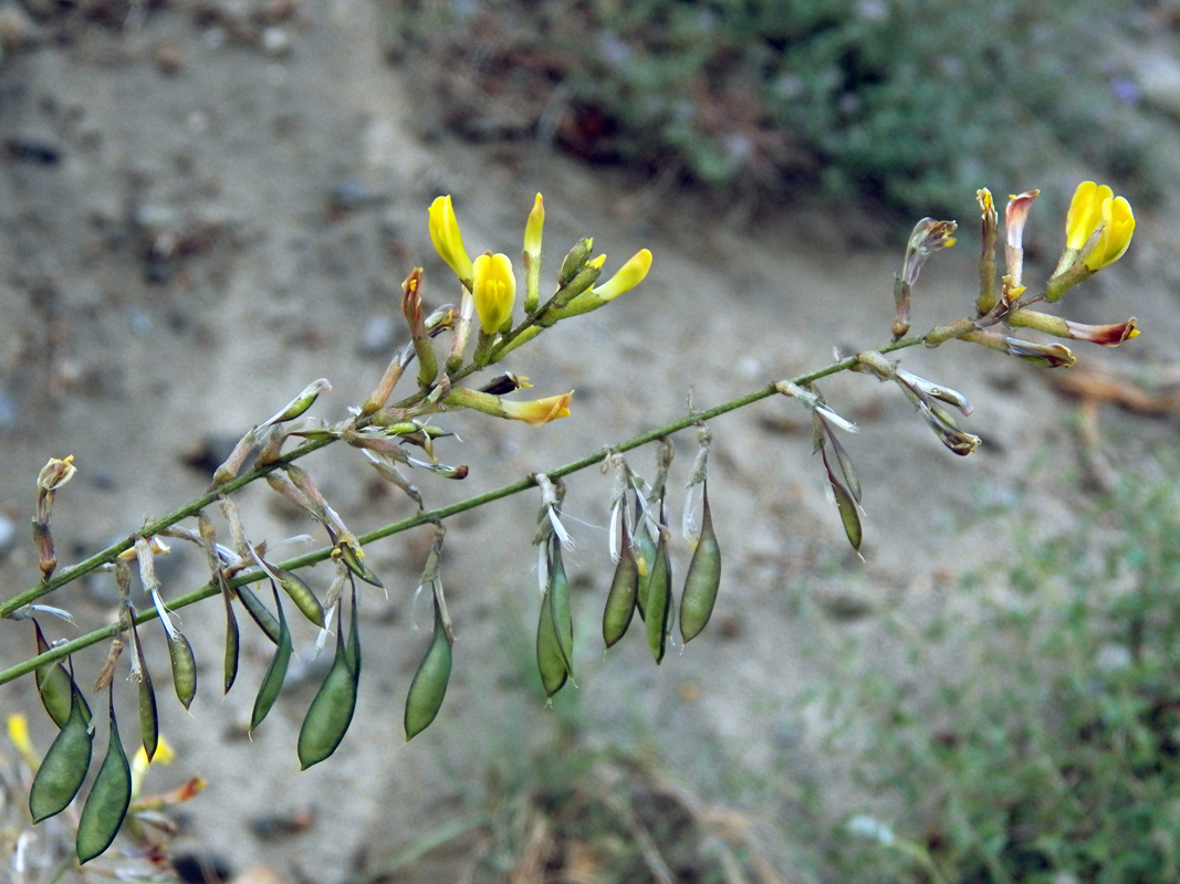 Изображение особи Astragalus scheremetewianus.