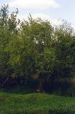 Salix × blanda. Растение на берегу небольшого водоёма. Ростовская обл., Нижнекундрюченский заказник. Конец апреля 2005 г.