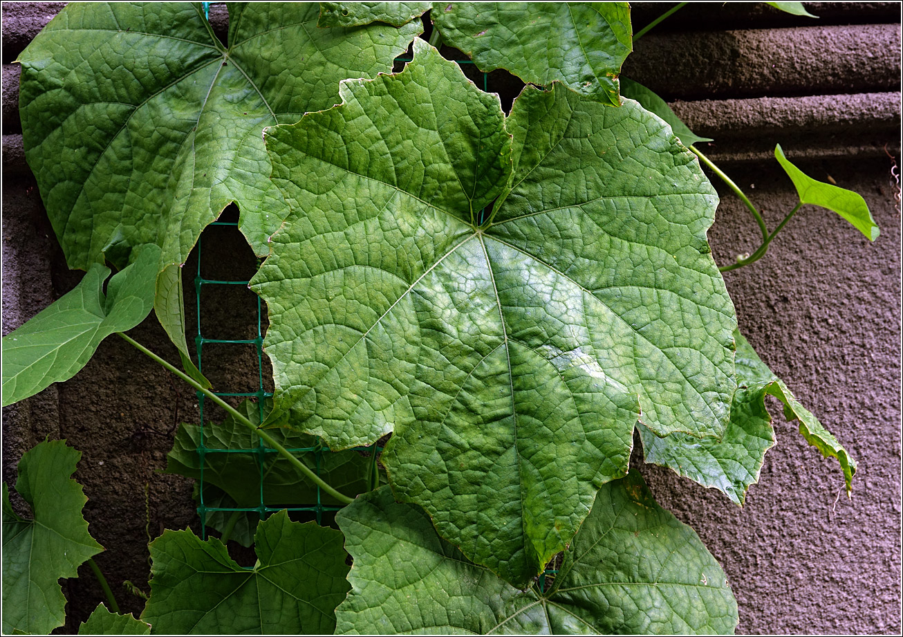 Image of Luffa aegyptiaca specimen.