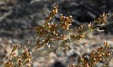 genus Artemisia. Часть соцветия. Казахстан, Туркестанская обл., Байдибекский р-н, хр. Каратау, берег вдхр. Байжансай. 23 сентября 2023 г.