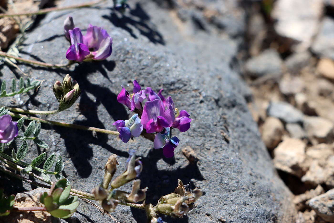 Image of Oxytropis savellanica specimen.