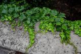 Parthenocissus tricuspidata. Вегетирующие растения. Грузия, г. Тбилиси, в культуре. 10.06.2023.