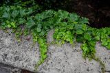 Parthenocissus tricuspidata