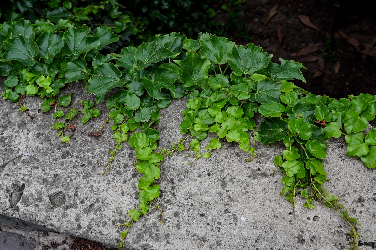 Image of Parthenocissus tricuspidata specimen.